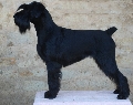 Raza: Schnauzer