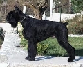 Raza: Schnauzer gigante
