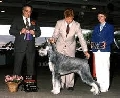 Raza: Schnauzer gigante
