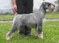 Raza: Schnauzer