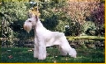 Raza: Schnauzer miniatura