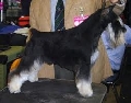 Raza: Schnauzer miniatura