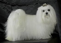 Raza: Bichon maltes
