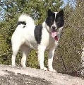 Raza: Gronlandshund (Perro de Groenlandia)