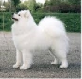 Raza: Samoyedo