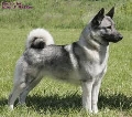 Raza: Norsk elghund gra (Perro cazador de alces noruego gris)