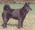 Raza: Norsk elghund sort (Perro cazador de alces noruego negro)