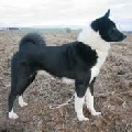 Raza: Laika ruso europeo