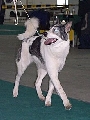 Raza: Laika de Siberia oriental
