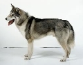 Raza: Laika de Siberia occidental