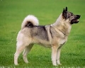 Raza: Jamthund (Perro cazador de alces sueco)