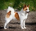 Raza: Spitz de Norrbotten