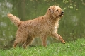 Raza: Hollandse Smoushound (Perro Smous holandes)