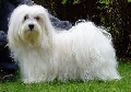 Raza: Bichon habanero