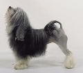 Raza: Peque�o Perro Leon