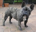 Raza: Bulldog frances