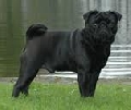 Raza: Carlino