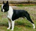 Raza: Boston Terrier