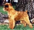 Raza: Grifon belga