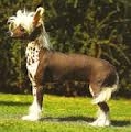 Raza: Perro crestado chino