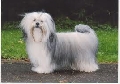 Raza: Lhasa Apso