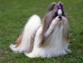 Raza: Shih Tzu