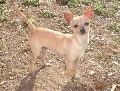 Raza: Chihuahua