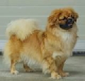 Raza: Pekines