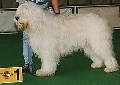 Raza: Perro pastor de Rusia Meridional