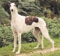 Raza: Greyhound
