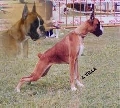 Raza: Boxer