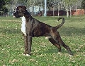 Raza: Boxer