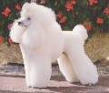 Raza: Caniche