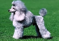 Raza: Caniche