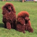 Raza: Caniche