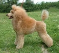 Raza: Caniche