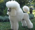 Raza: Caniche