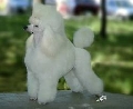 Raza: Caniche