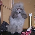 Raza: Caniche