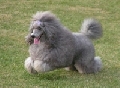 Raza: Caniche