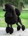 Raza: Caniche