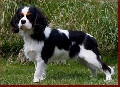 Raza: Cavalier King Charles Spaniel