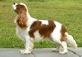 Raza: King Charles Spaniel