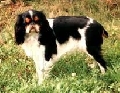 Raza: King Charles Spaniel