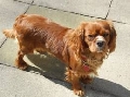 Raza: Cavalier King Charles Spaniel