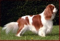 Raza: Cavalier King Charles Spaniel