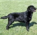 Raza: Labrador Retriever