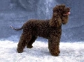 Raza: Cao de agua portugues (Perro de agua portugues)