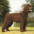 Raza: Perro de agua irlandes