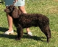 Raza: Perro de agua americano